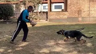 Esko do Sadonana - 11 meses, iniciando trabalhos de mordida