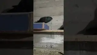 Erzuum kumrusu pala recep
