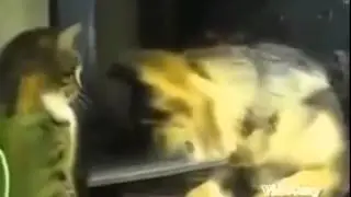 НОС К НОСУ  КОШКА ВСТУПТИЛА В БОЙ С СОБАКОЙ