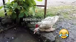 Perkembeng biyakan Mentok, jangan dit!ru