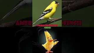 Angry Birds Real Birds