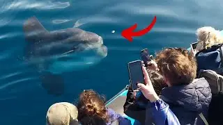 SUNFISH FEEDING ON PORTUGUESE MAN-O-WAR | Futurismo | Azores