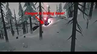 TLD: Scaring (and hunting) a cougar