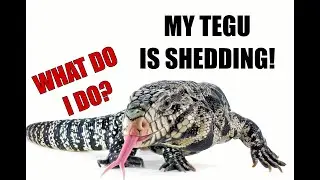 Help Your Tegu Shed: How?