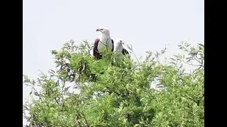 The Call of Africa | Fish Eagle Pair Calling to Each Other & Female Landing Next to Male