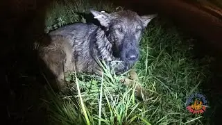Спасение собаки