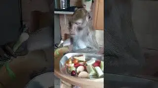 просто лук...просто интеллигентный Семён🤭😜🐒 #monkey #животные #petmonkey #animals #зоо #обезьяна