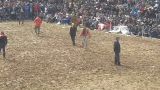 Гуштини милли 2019 Комрон Карликов дар Хисор дехаи Гачак