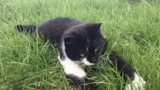 КОШКА БЕГАЕТ ЗА ПАЛКОЙ !!!