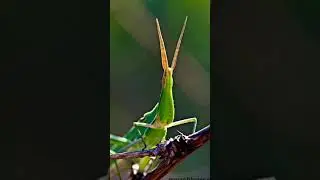 Г. Аполлинер 