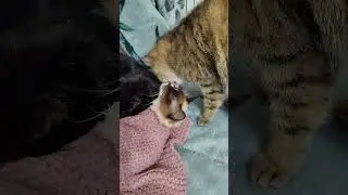 Маша под одеялом. 🐱