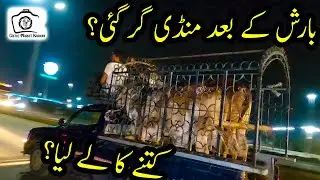 Barish Ke Bad Ke SODAY | Kya Mandi Gir Gai? Sohrab Goth Cow Mandi 2021 After Raining Bakra Eid 2021