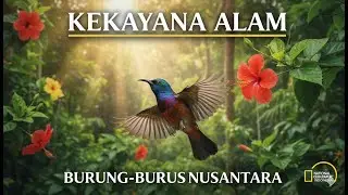 Masteran KOLIBRI ninja,BURUNG RECEH #kicaumania #burung