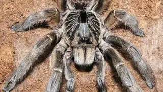 Ceratogyrus marshalli