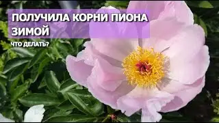 ПОЛУЧИЛА КОРНИ ПИОНОВ ЗИМОЙ...ЧТО ДЕЛАТЬ? | Как сохранить пионы до посадки весной