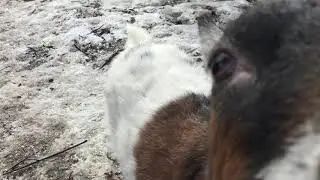 Сколько молока даёт Камерунская коза