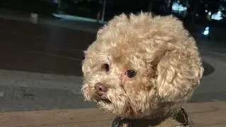 야간 러닝 중인 복떠니🐶
