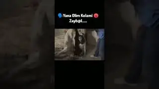 Buni Tushungan Odamlar