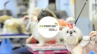 Обучение стрижке собак - Школа груминга ZooProfi