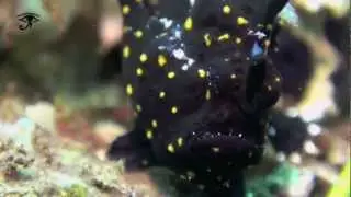 Muck diving in the Philippines, Negros / Dauin