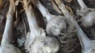 The largest garlic? Grow a large variety of garlic.