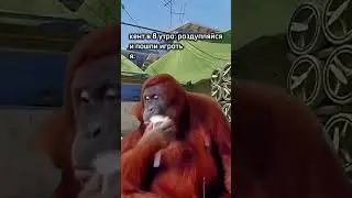 подписка дает +10 к удаче 🍀