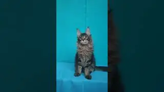 Котенок мейн-кун 🥰#котятамейнкун #котята #котики #котенок#mainecoon #маленькаярысь #kitten