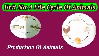 The Life Cycle Of Animals Unit No:5