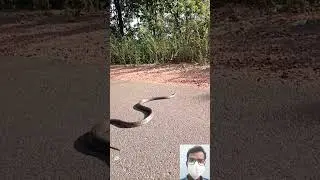 viral snake video || 🔥🤯😱 #shorts #shortfeed #short