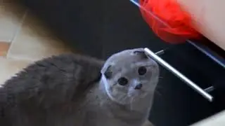 Коты мочат не по детски ржака до слез ))