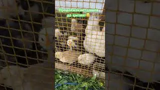 У цыплят тепло как дома и цветочки живые))
