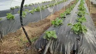 8 апреля, заглянули краем глаза. контрольное открытие 10 апреля.