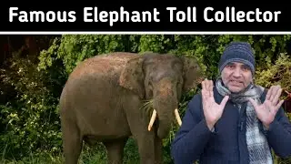 Sri Lanka's Famous Elephant Toll Collector