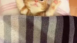Goodnight cute Kitty.
