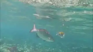 2019 11 Aruba en Bonaire