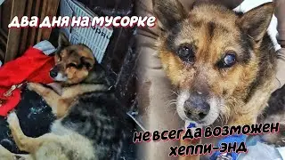 Пёс два дня лежал на мусорке. Не всегда возможен хеппи энд. 