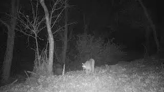 Young Mountain Lion Eyes!