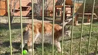 Рысёнок Тимка и его подруги🐾🌺 ПАРК ЗЕМЛЯ ПРАЙДА 🌿