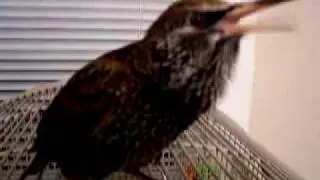talking bird starling