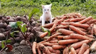 VLOG. УРОЖАЙНЫЕ ГРЯДКИ. ХОРОШИЙ ДЕНЬ.