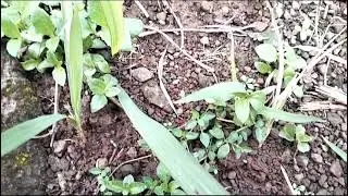 kegiatan KKN Jumat bersih || KKN Desa Pakuhaji Cisalak Subang