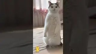Funny Cat & Cute Kittens610😻 