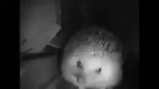 Ёжик открыл рот но не чихнул