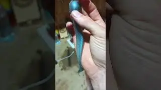 Один из лучших цветов для рыбалки на судака #fishing #джиг #рыбалка #обзор #рыбалка2024