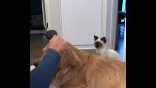 Louie the Golden Retriever Getting Brushed...With His Little Kitten Sister