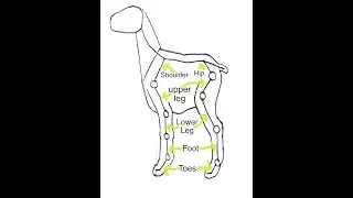 animal bone anatomy