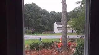 Removing Large Oak Tree from the front of the house