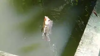 Mancing umpan ulat pisang dapat ikan banyak