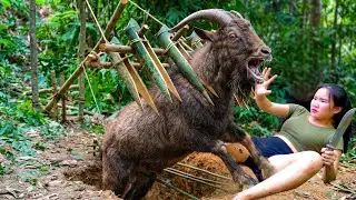 How To Catch a Wild Goat Using a Local Method By an indigenous Girl