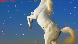 Best Horse Betufull Animation Nature Hd WhatsApp Status
